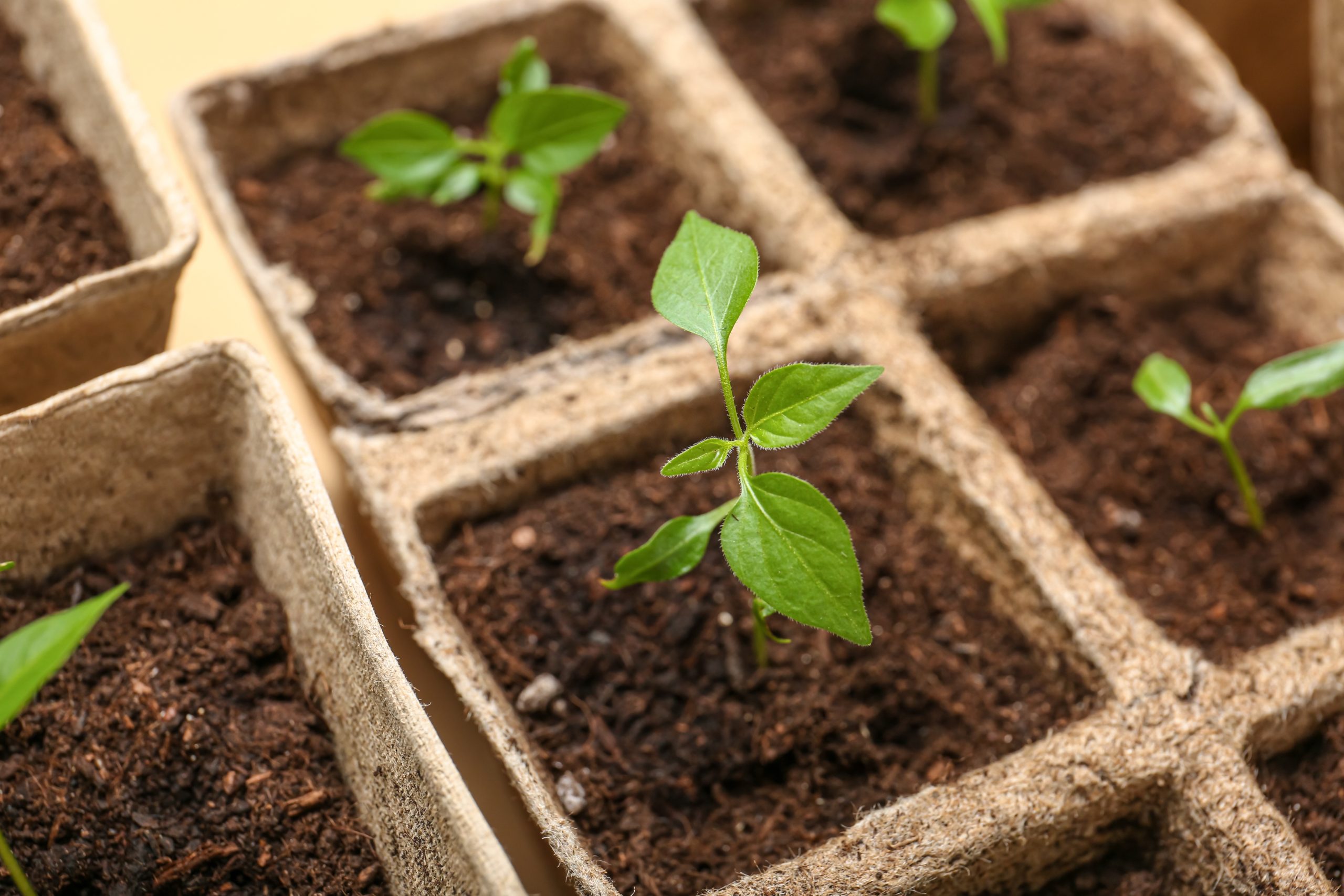 New green plants growing in potting soil
