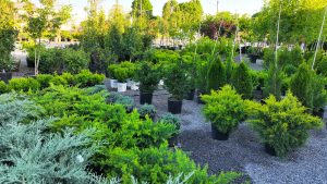 Trees and shrubs at Pack's Nursery