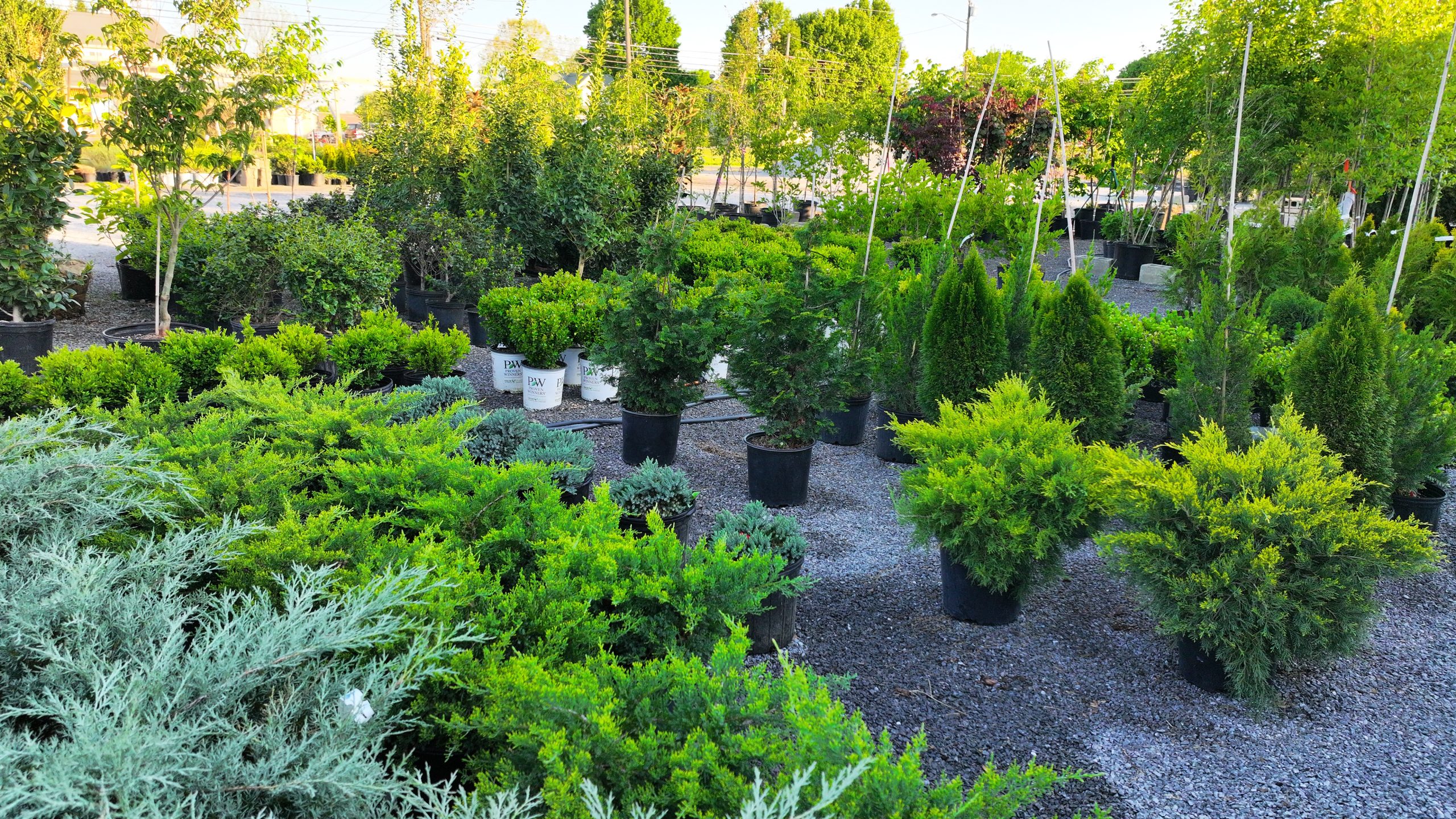 Trees and shrubs at Pack's Nursery