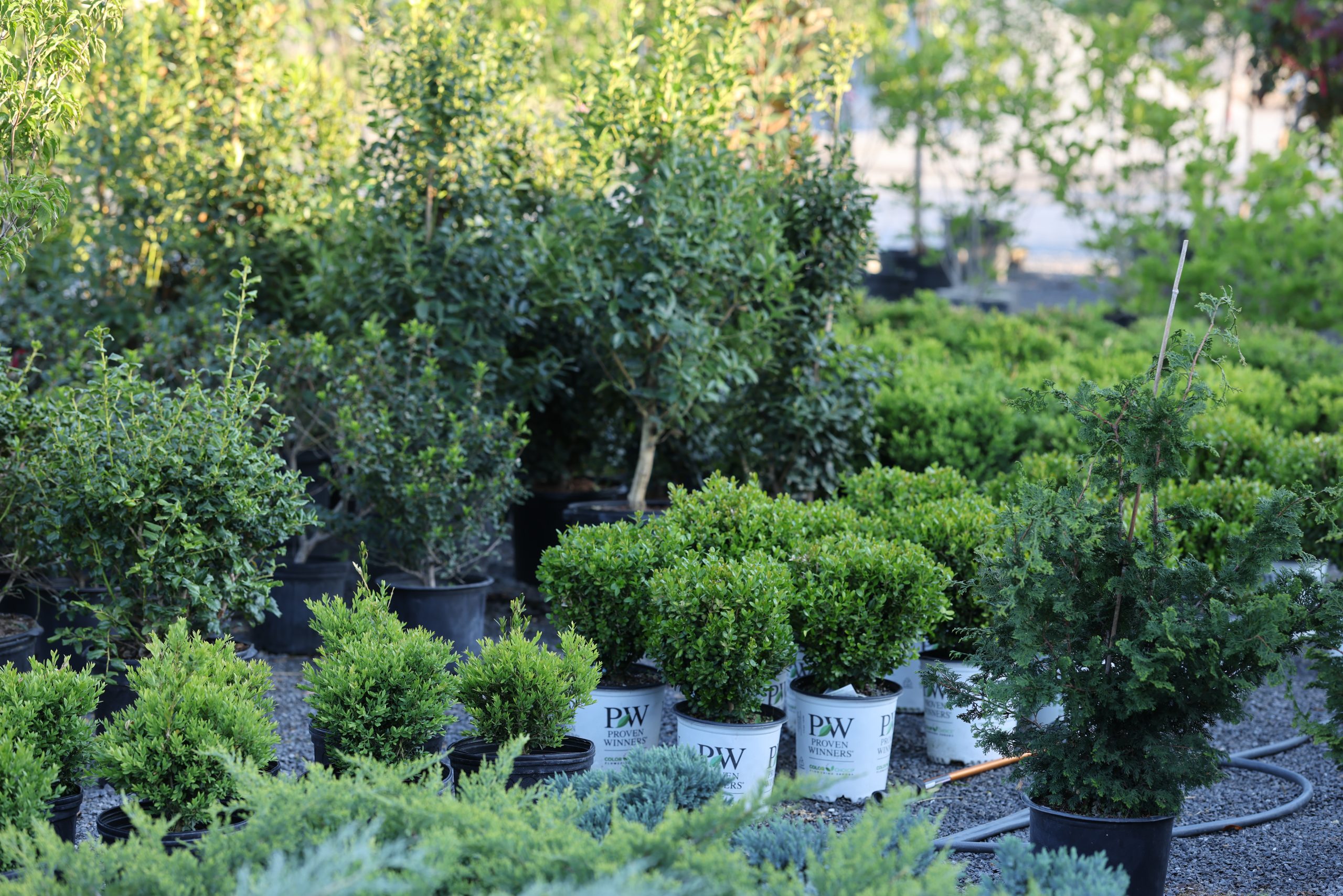 Pack's Nursery shrubs