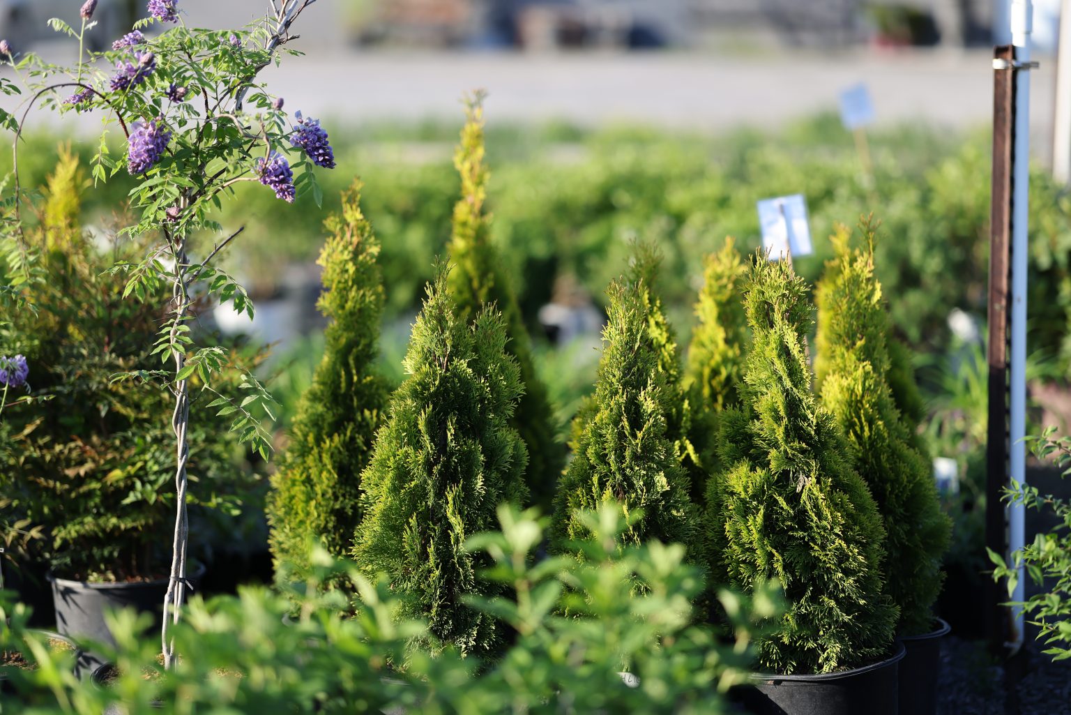 Evergreen plants sold by Pack's Nursery