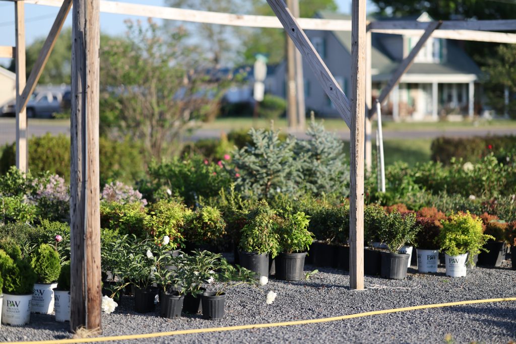 potted shrubs at Pack's Nursery