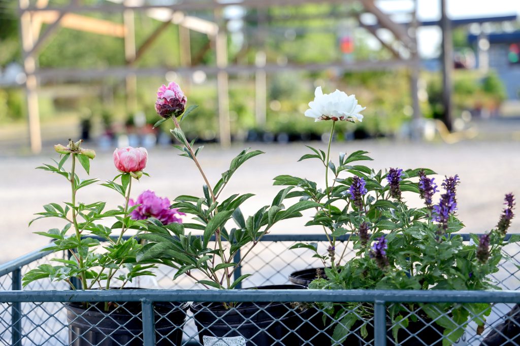 Wagon load of pretty flowers at Pack's Nursery