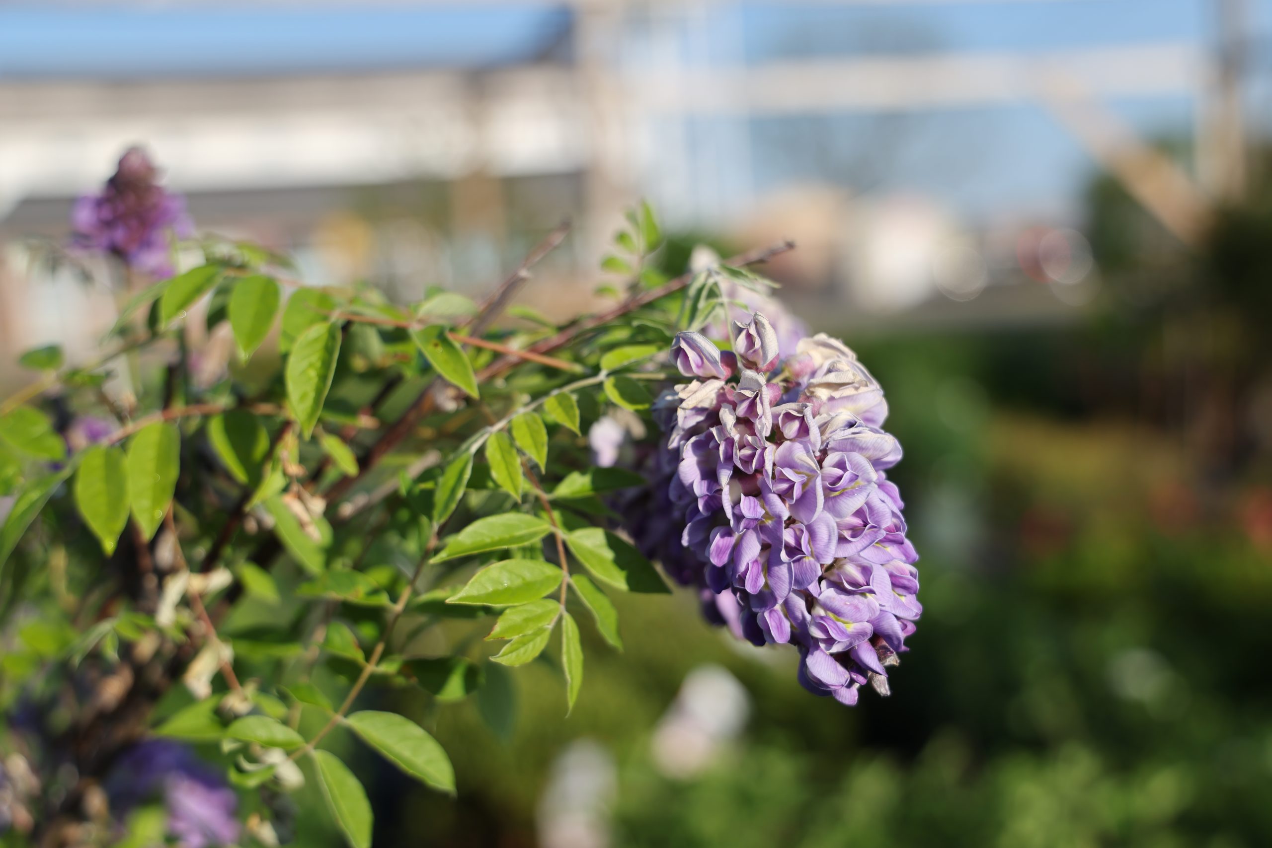Purple flower