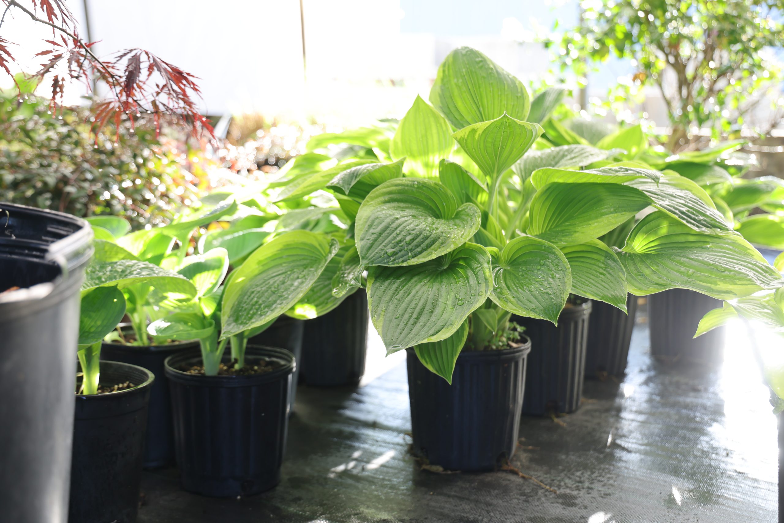 Pack's Nursery | Quality Plants for Landscapers