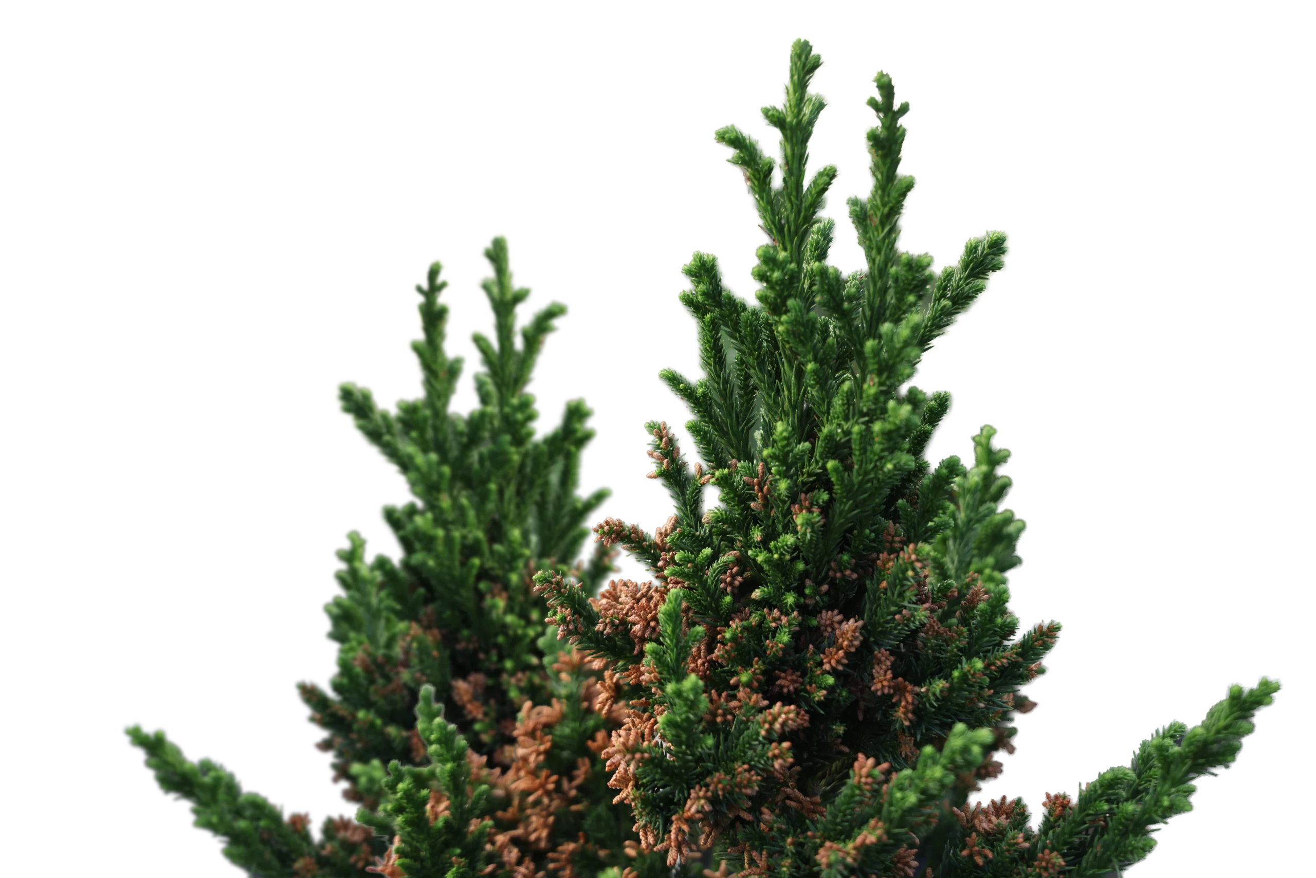 Evergreen plant