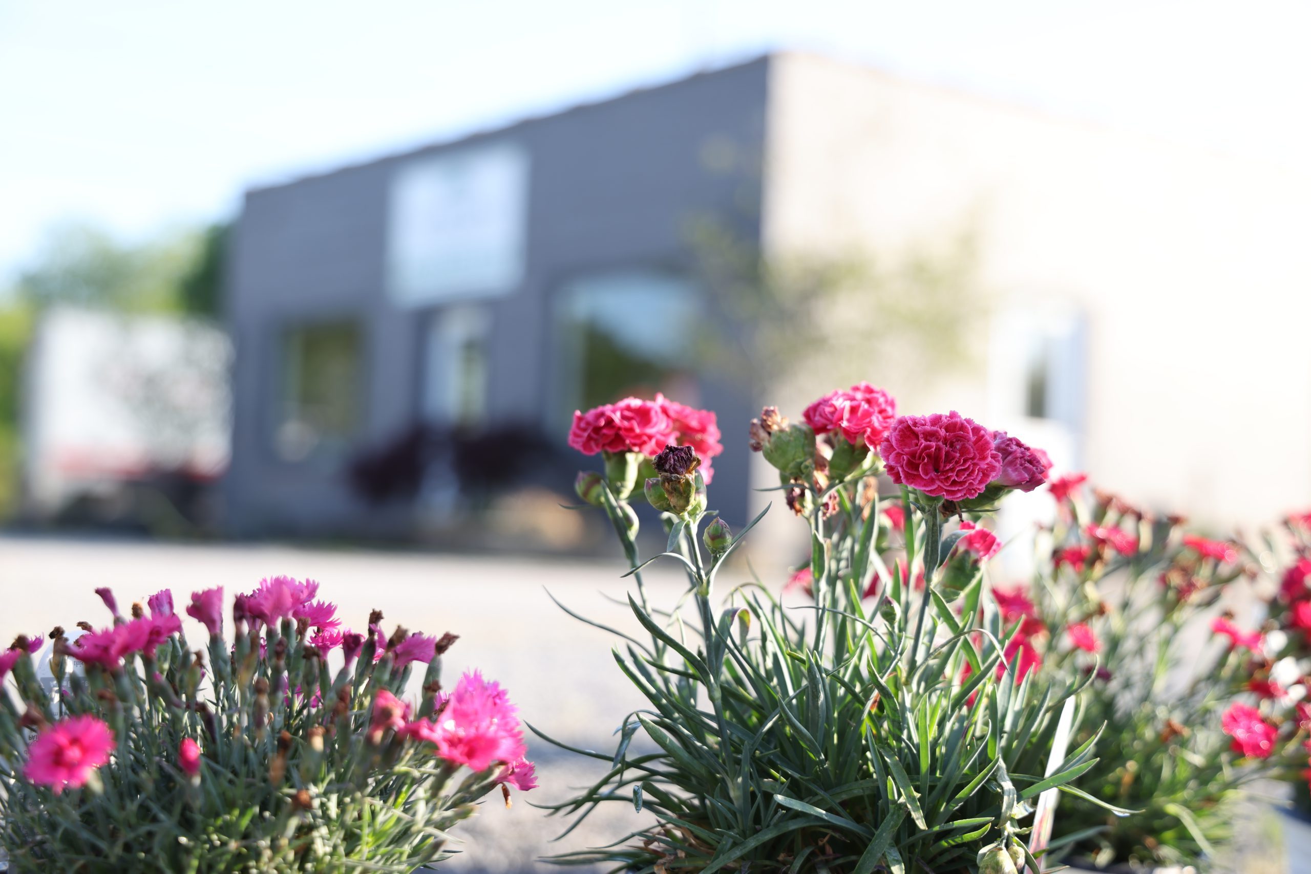 Pink flowers with Pack's Nursery building in the background